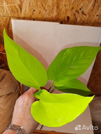 Монстера еллоу