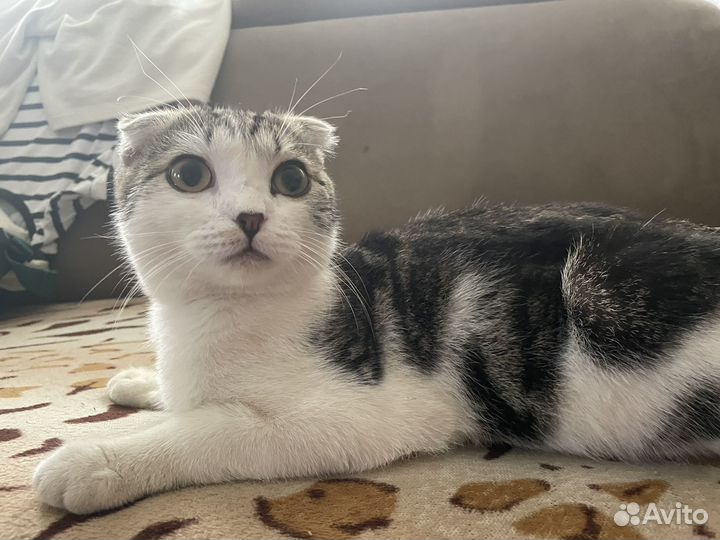 Котик ищет дом