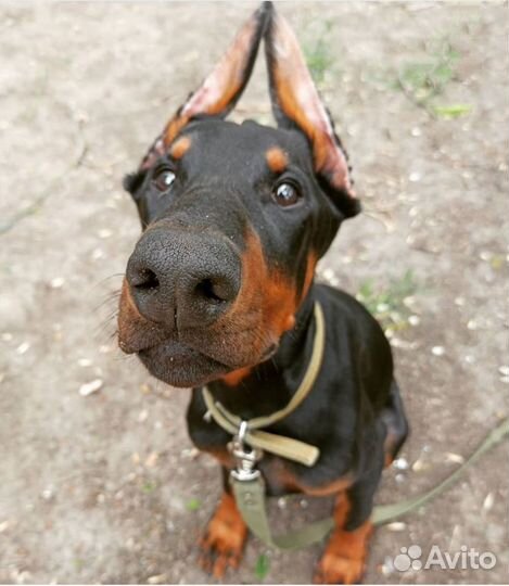 Кинолог. Дрессировка собак. Воспитание щенков