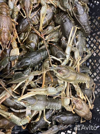 Живые и вереные раки