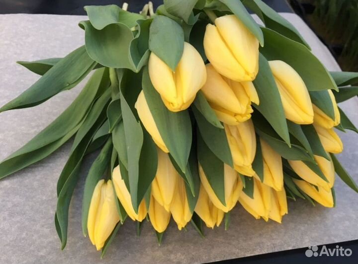 Луковицы тюльпана 12+