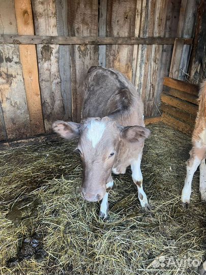 Продам теленка, телочка