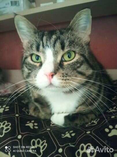 Кот - компаньон нуждается в доме