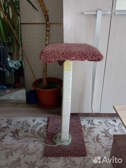 Когтеточка