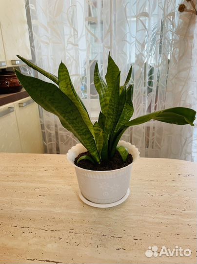 Сансевиерия(щучий хвост)