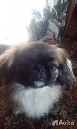 Пекинесики