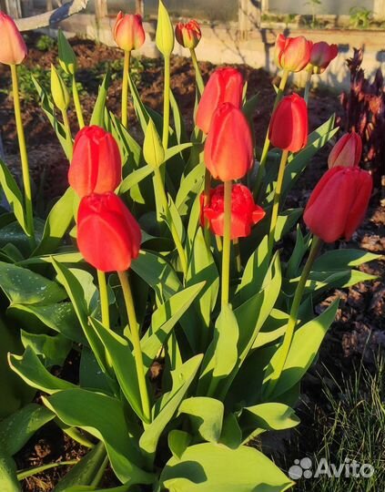 Луковицы тюльпанов