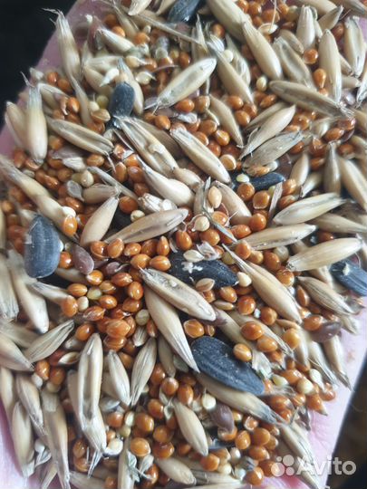 Корм для попугаев