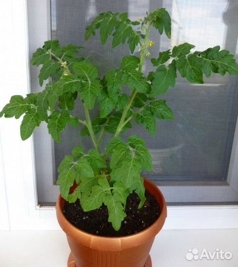 Томат комнатный Пиноккио (семена, рассада)