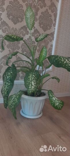 Диффенбахия