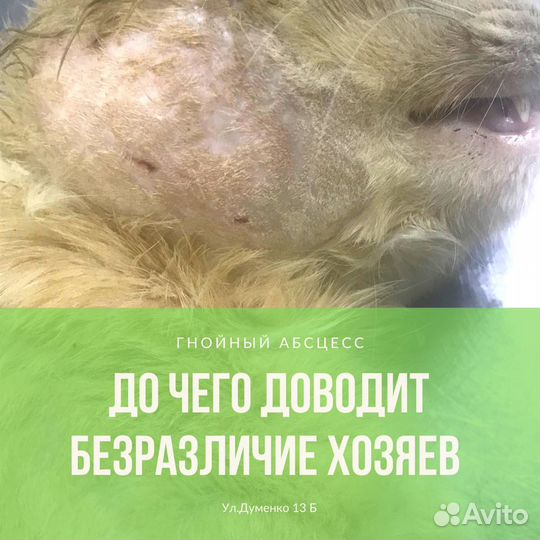 Ветеринарный врач ветврач вызов ветврача