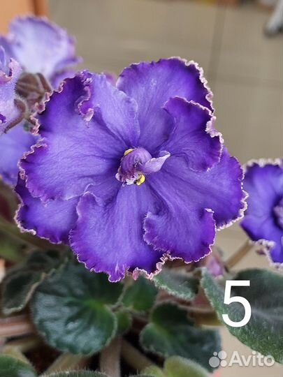 Фиалки сенполии