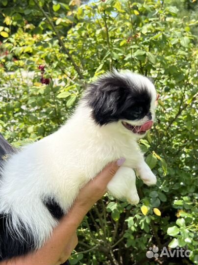 Японский хин