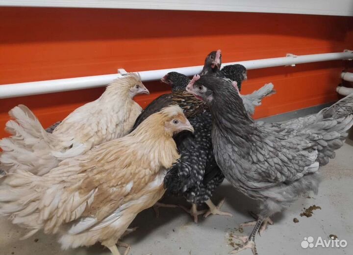 Куры молодки