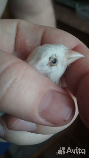 Канарейки. Уход, лечение, консультации