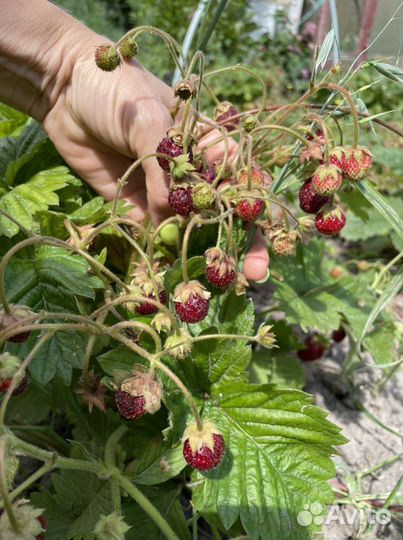 Саженцы земклуники