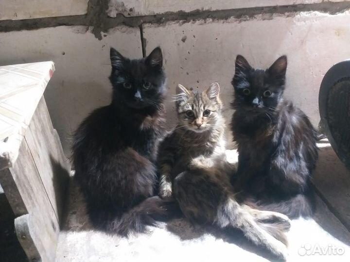 Котята в добрые руки