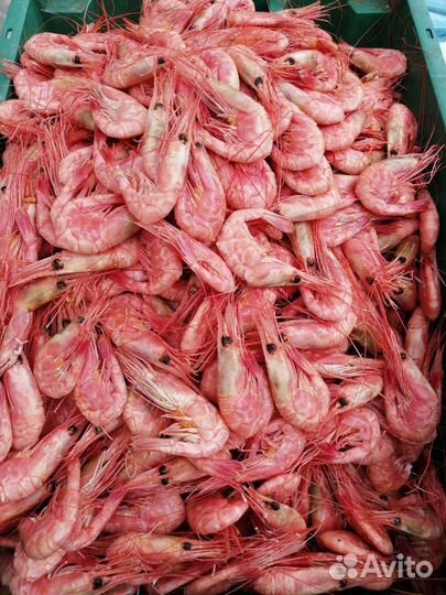 Краб стригун