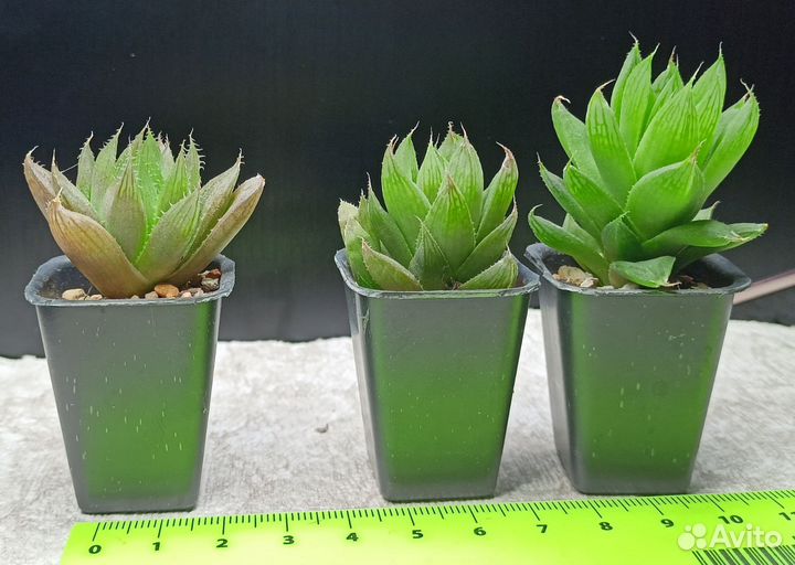 Суккуленты хавортии