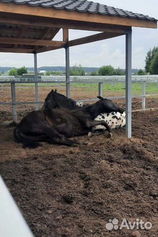 Конский навоз