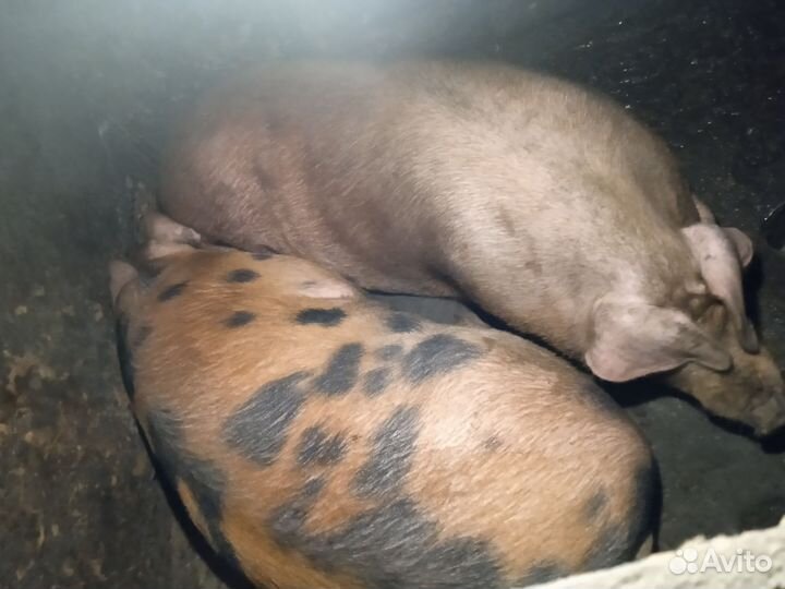 Продам мясо свинины