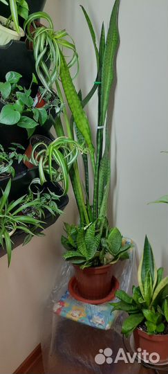 Хлорофитум кудрявый и сансевиерия