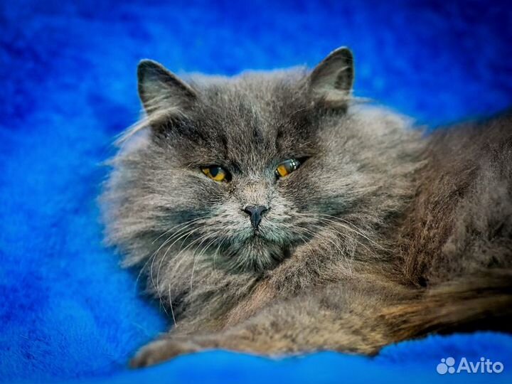 Персидский котенок Мелисса в добрые руки