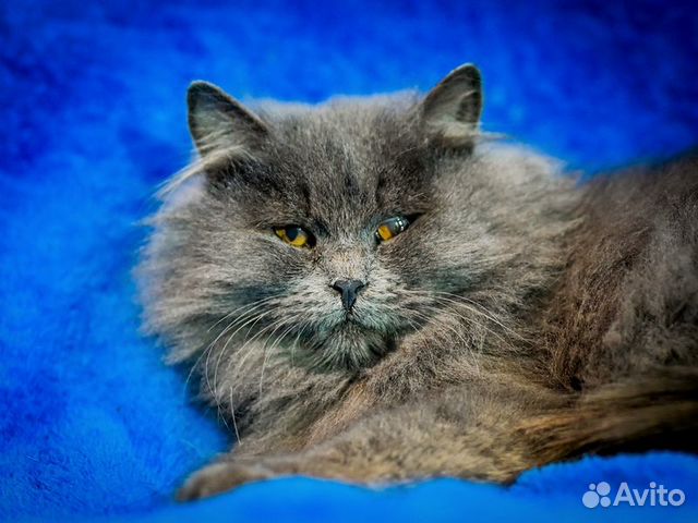 Персидский котенок Мелисса в добрые руки