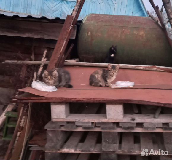 Котята в добрые руки бесплатно