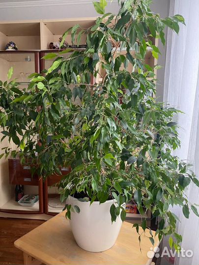 Фикус бенджамина большой