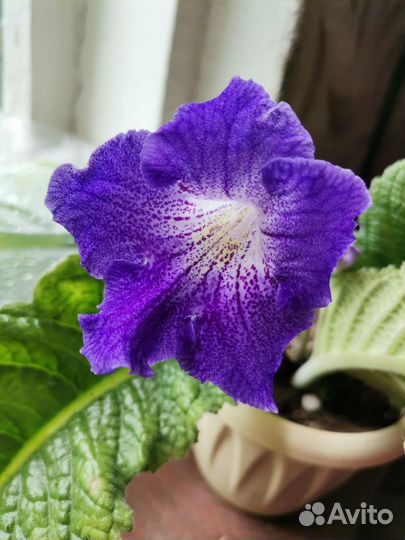 Стрептокарпусы