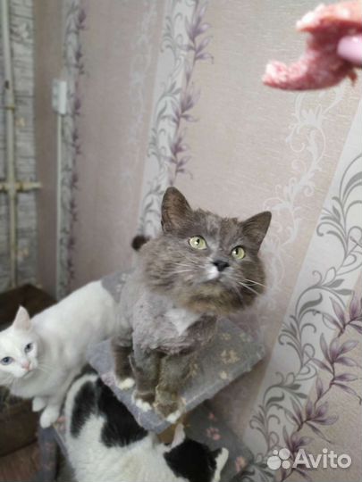 Крупный пушистый кот