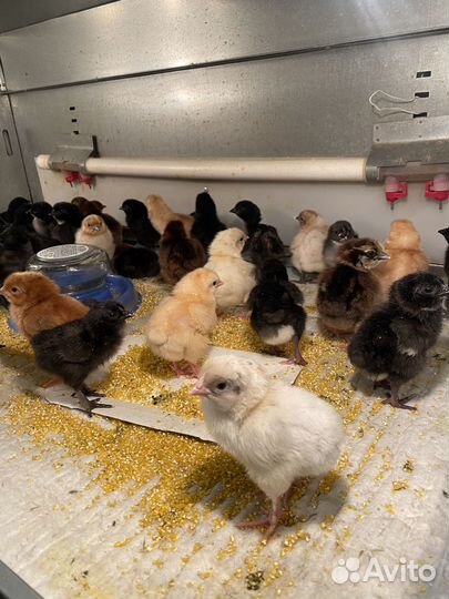 Инкубационное яйцо кур несушек