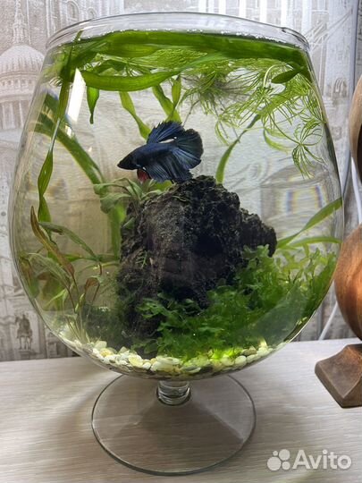 Оформление (дизайн) аквариума