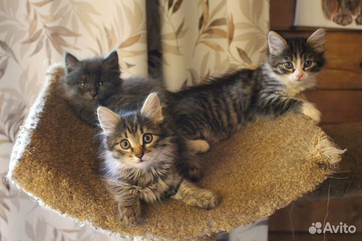 Котята (2 месяца)