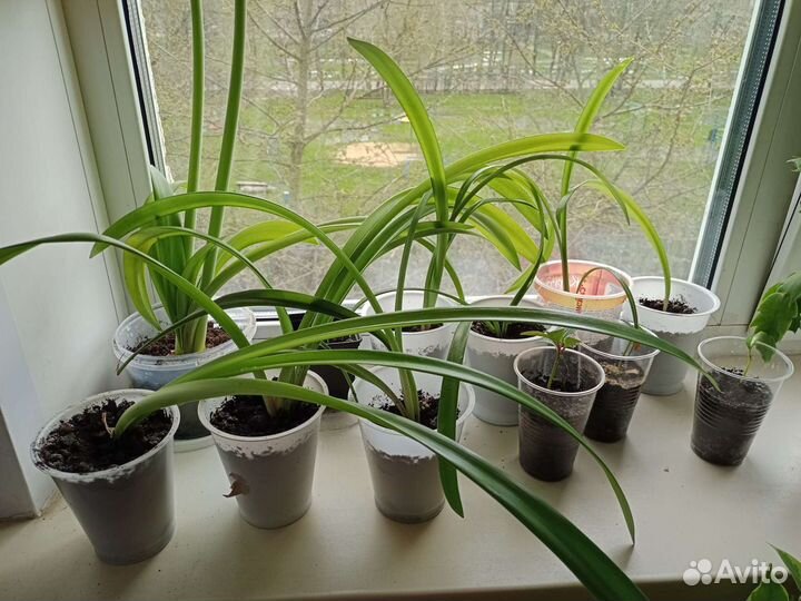 Лилия Гиппеаструм