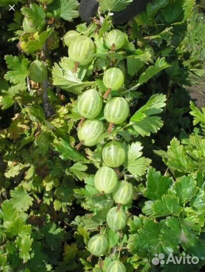 Саженцы крыжовника