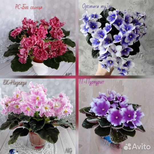 Сортовые фиалки