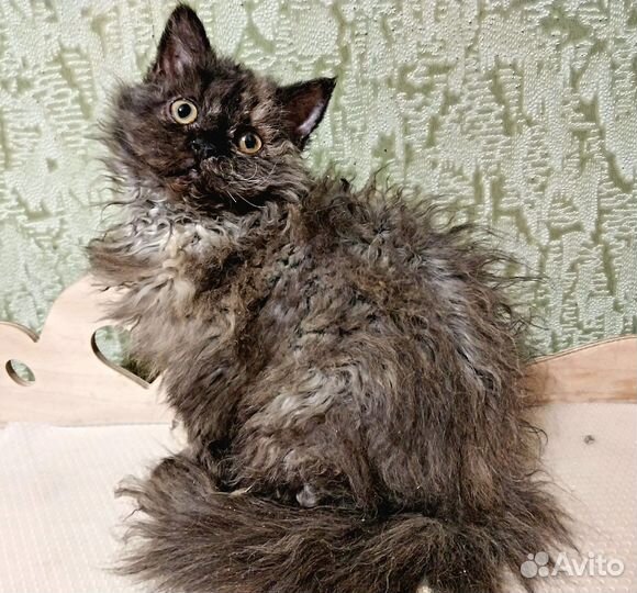 Кошечка селкирк рекс