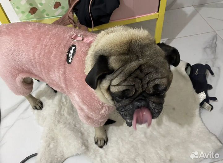 Одежда для собак