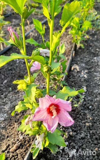 Гибискус древовидный