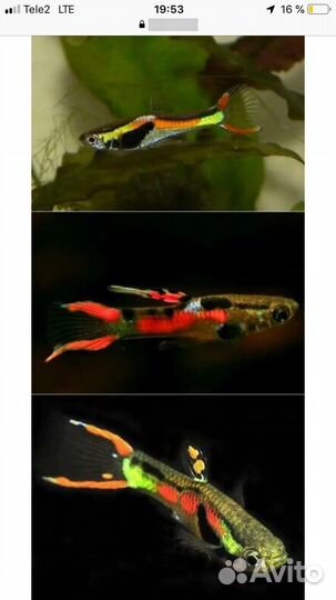 Рыбы гуппи