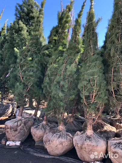 Ель обыкновенная 200см
