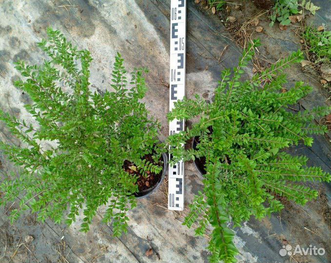 Жимолость блестящая