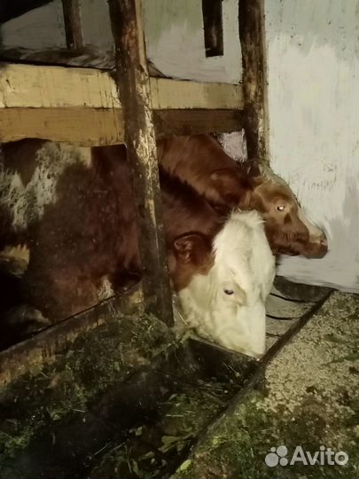 Бычки, быки