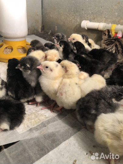 Индюшата утята цыплята суточные Индоутки семья