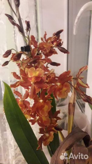 Орхидея камбрия