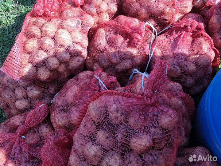 Продам картофель