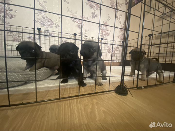 Щенки мопса