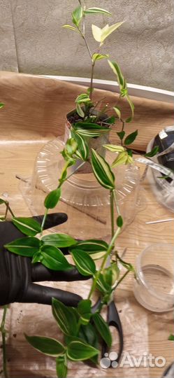 Традесканция желтый холм